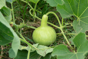 Bottle Gourd or Calabash Gourd on ground in the garden