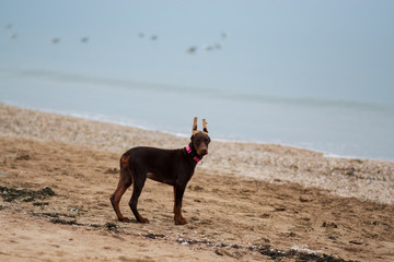 doberman pinscher sea puppy 