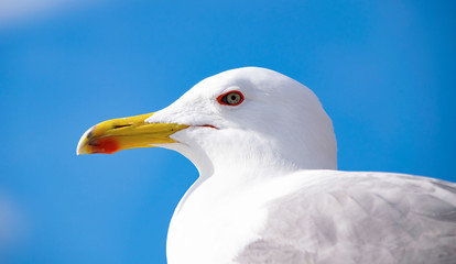 gabbiano, seagull