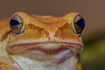 Close-up frnot face of a brown Common tree frog Amphibians (Polypedates leucomystax).