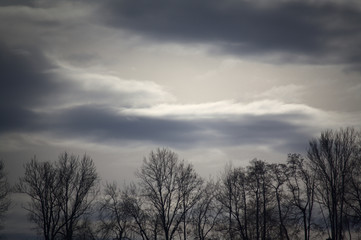 Fototapeta na wymiar trees in winter with beautiful cloudy sky