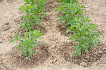 Chili tree planted on the soil. Young chili pepper plant - Image