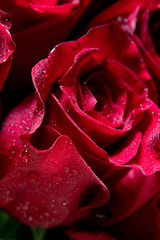 red rose with water drops