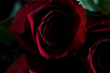 red rose on black