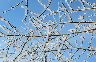 Fototapeta na wymiar Tree branches covered with snow and hoarfrost on blue sky background