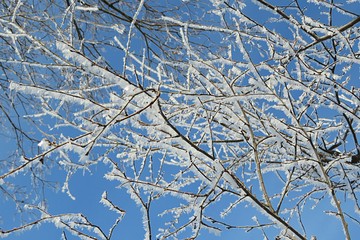 Tree branches covered with snow and hoarfrost