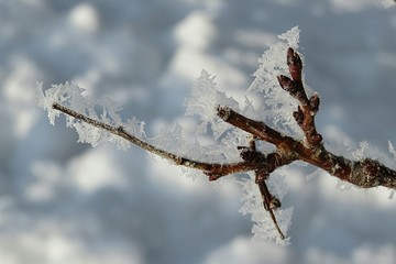 Tree branches covered with hoarfrost on snow background, closeup