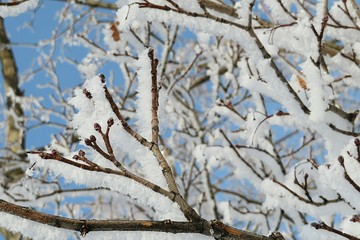 Tree branches covered with snow and hoarfrost in winter season 