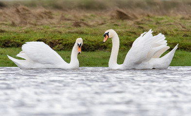 Fototapeta premium Courting Swans