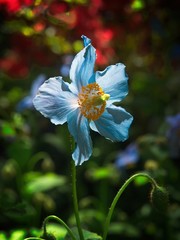 Blue poppy