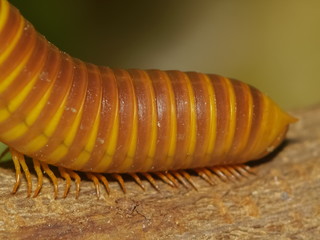 Tail of millipede with nature blurred background.