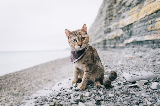 Traveler cute cat of ginger color sits by the sea.