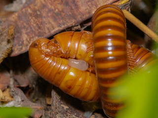 Two millipedes mating on the ground in garden at night.