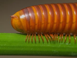 millipede with nature background.