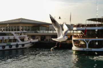 Fototapeta na wymiar seagull on a boat
