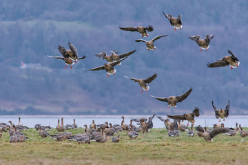 Geese Landing