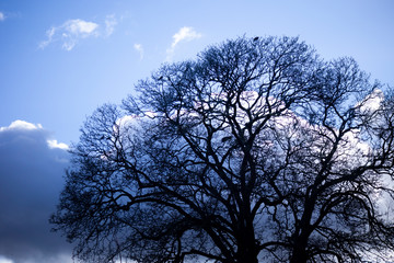 Silhouette of crows roosting in tree with the remnants of the previous season nests in the rural county of Hampshire