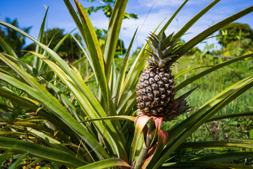 Pineapple Growing on a plantation.