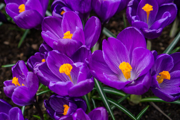 Bunch of Purple Tulips