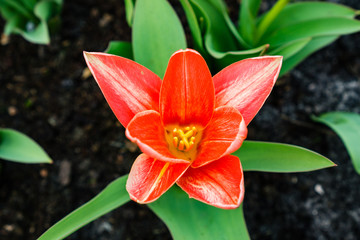 Orange Tulip