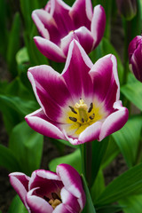 Violent and white Tulips