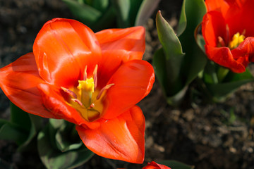 Beautiful Orange tulips