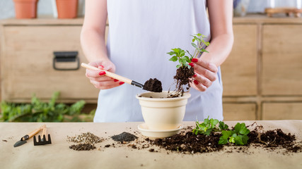 Vegetative plant reproduction. Nature protection concept. Woman engaged in propagation producing...