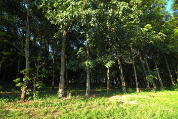 As árvores de extração do látex