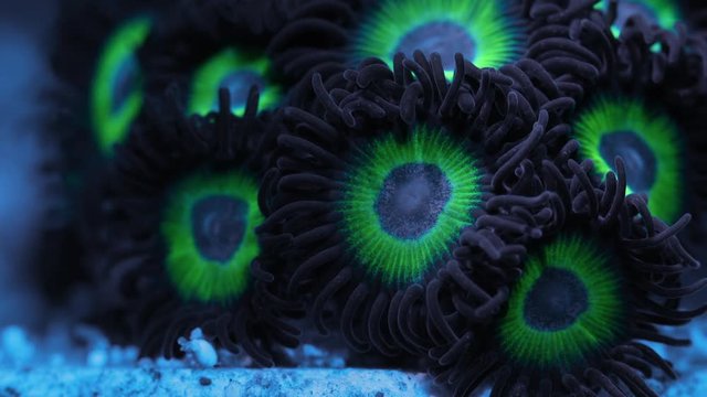 Zoanthid Coral Polyp Opening Macro Timelapse HD