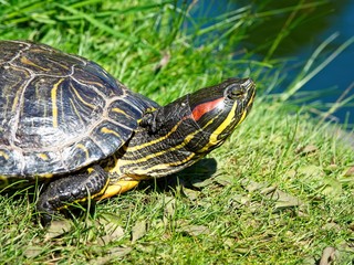 Fototapeta premium Turtles in the Beacon Hill Park