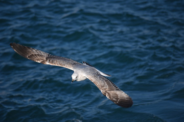 Fototapeta premium Flight of the Seagull