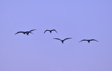 flock of seagulls flying in the sky