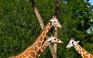 Tampa, Florida. December 26, 2018 . Top view of 3 nice giraffes at Bush Gardens Tampa Bay