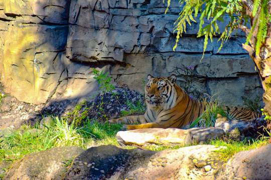 Tampa, Florida. December 26, 2018 . Bengal Tiger Relaxing On Sunset At Bush Gardens Tampa Bay Theme Park