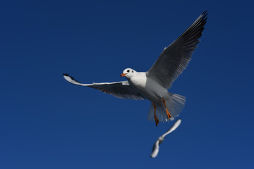 seagull in flight