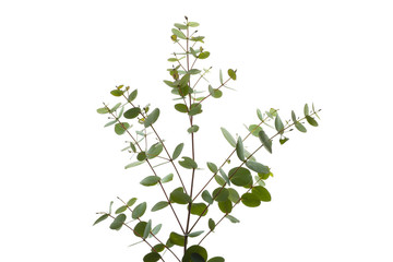 Fototapeta na wymiar Green eucalyptus branch isolated on white background