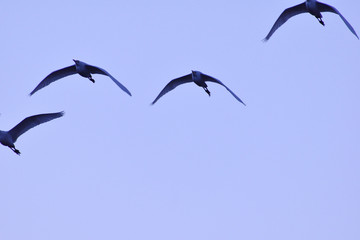 flock of birds flying in blue sky
