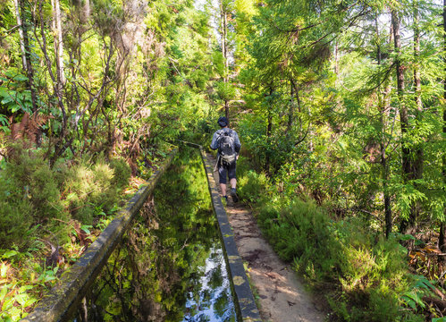 Footpath along Lavada - water irrigation canals covered by moss and lush vegetation on hiking trail Praia Lagoa de Fogo, Sao Miguel island, Azores, Portugal