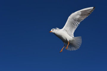 seagull in the blue sky
