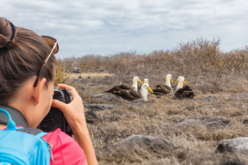 Galapagos tourist taking pictures of Waved Albatross on Espanola Island, The Galapagos Islands....