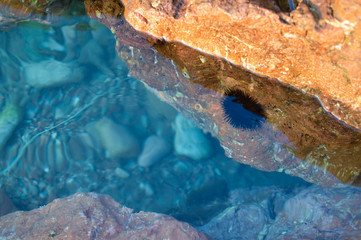 sea urchin in turquoise water