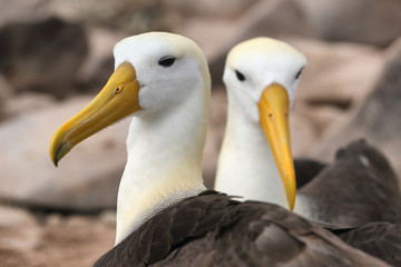Galapagos Albatross  aka Waved albatross pair nesting on Espanola Island, Galapagos Islands, Ecuador. The Waved Albatrosses is an critically endangered species endemic to Galapagos.