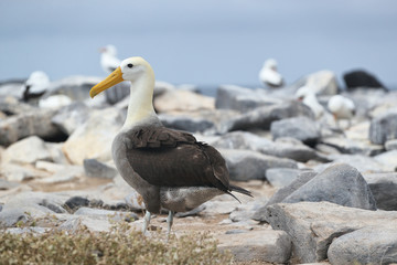 Galapagos Albatross  aka Waved albatross on Espanola Island, Galapagos Islands, Ecuador. The Waved Albatrosses is an critically endangered species endemic to Galapagos.