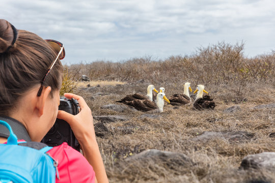 Galapagos tourist taking pictures of Waved Albatross on Espanola Island, The Galapagos Islands. Wildlife photographer and ornithologist photographing the Galapagos Albatross.