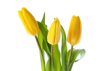 Beautiful yellow tulips isolated on white background