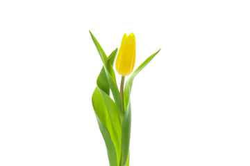 Beautiful yellow tulip isolated on white background