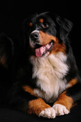 Bernese Mountain Dog against black background