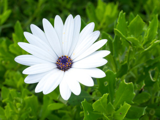 Close of bright Osteospermum Soprano White African Daisy on green bokeh background, selective...