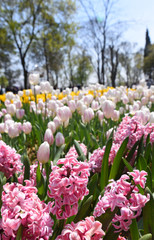Obraz premium Flowers in a Park