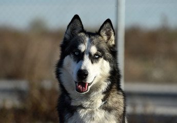 husky siberiano © alberto